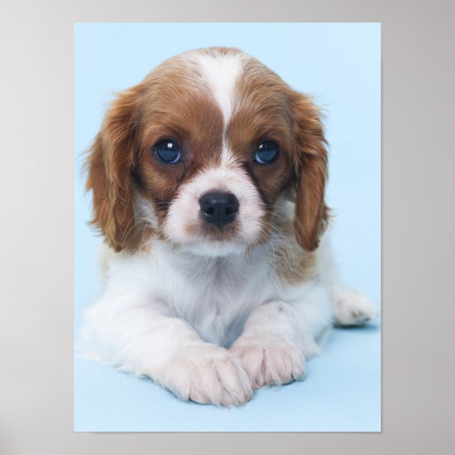 Cavalier King Charles Spaniel Puppy Poster (Front)