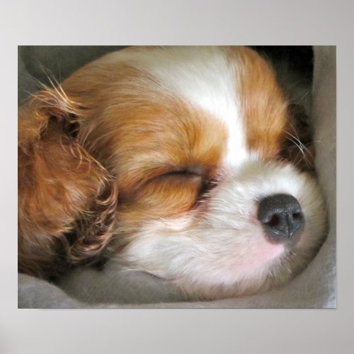 Cavalier King Charles Spaniel Puppy Poster