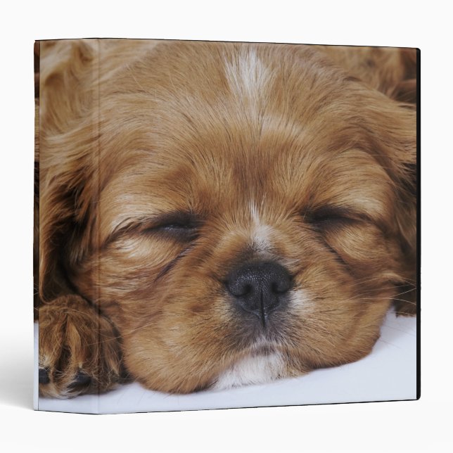 Cavalier King Charles Spaniel puppy sleeping 3 Ring Binder (Front/Spine)