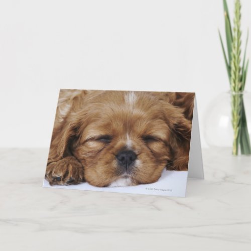 Cavalier King Charles Spaniel puppy sleeping Card