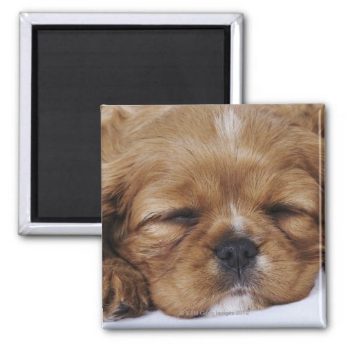 Cavalier King Charles Spaniel puppy sleeping Magnet