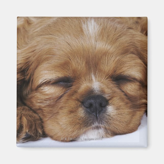 Cavalier King Charles Spaniel puppy sleeping Magnet (Front)