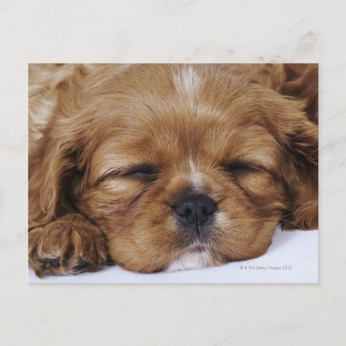 Cavalier King Charles Spaniel puppy sleeping Postcard