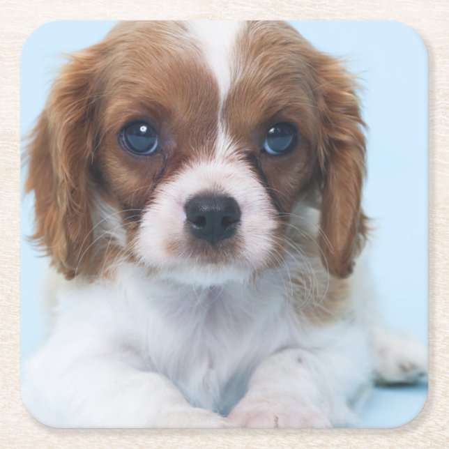 Cavalier King Charles Spaniel Puppy Square Paper Coaster (Front)
