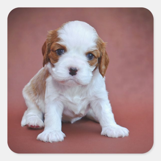 Cavalier King Charles Spaniel puppy Square Sticker (Front)