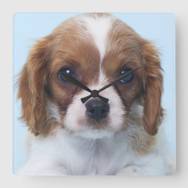 Cavalier King Charles Spaniel Puppy Square Wall Clock (Front)