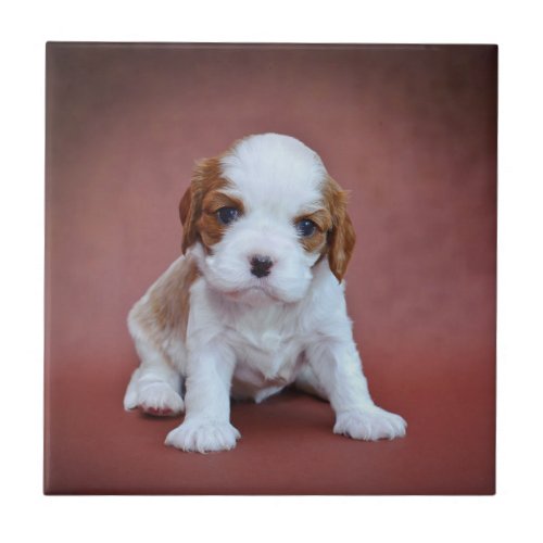 Cavalier King Charles Spaniel puppy Tile