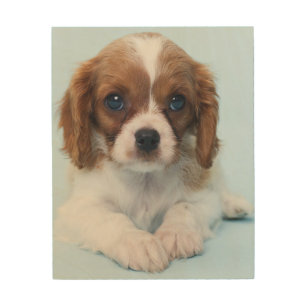 Cavalier King Charles Spaniel Puppy Wood Wall Decor