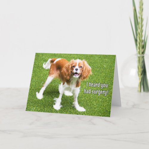 Cavalier King Charles Spaniel Recovery Card