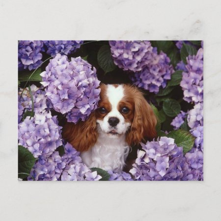 Cavalier King Charles Spaniel Red And White Postcard