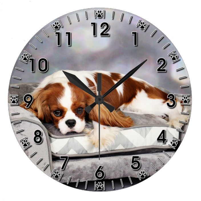 large cavalier king charles spaniel