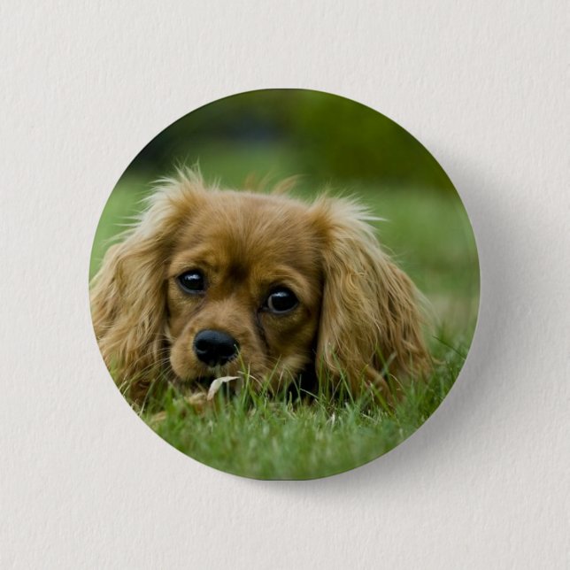 Cavalier King Charles Spaniel Ruby Button (Front)