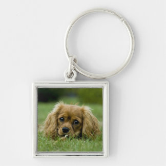 Cavalier King Charles Spaniel Ruby Keychain