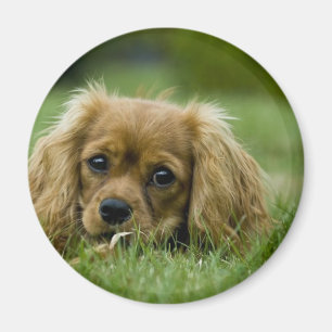 Cavalier King Charles Spaniel Ruby Magnet