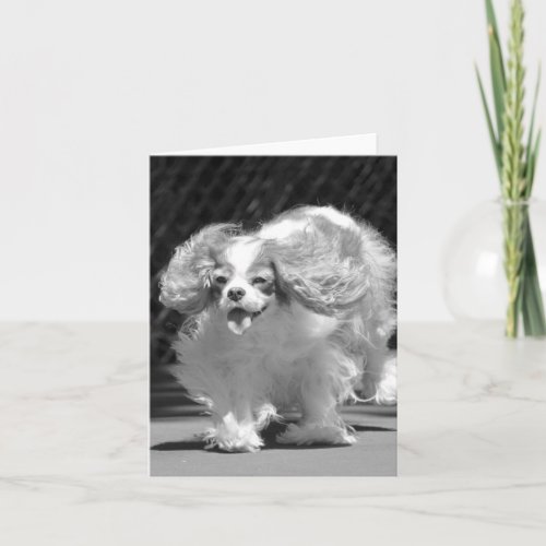 Cavalier King Charles Spaniel Running Card