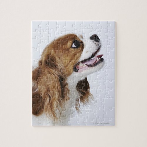 Cavalier King Charles Spaniel side view Jigsaw Puzzle