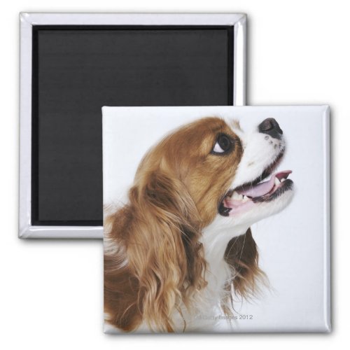 Cavalier King Charles Spaniel side view Magnet