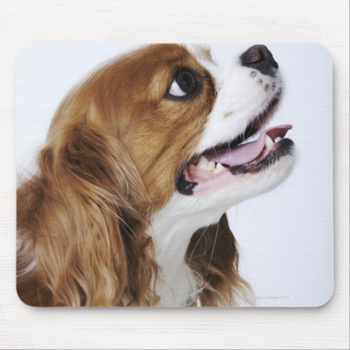Cavalier King Charles Spaniel side view Mouse Pad