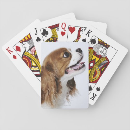 Cavalier King Charles Spaniel side view Playing Cards
