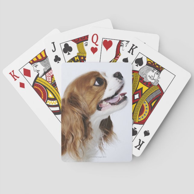 Cavalier King Charles Spaniel, side view Poker Cards (Back)
