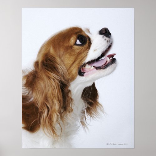 Cavalier King Charles Spaniel side view Poster