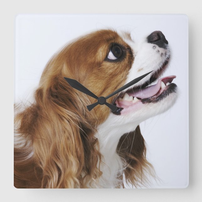 Cavalier King Charles Spaniel, side view Square Wall Clock (Front)