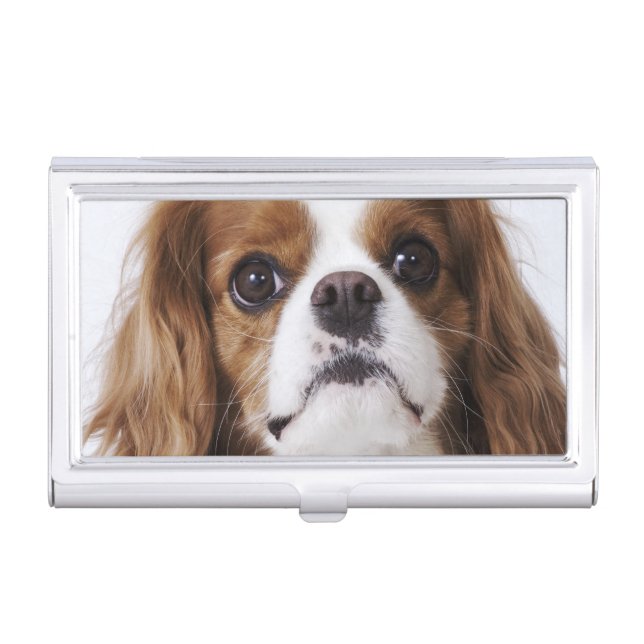 Cavalier King Charles Spaniel sitting in studio Business Card Holder (Front)