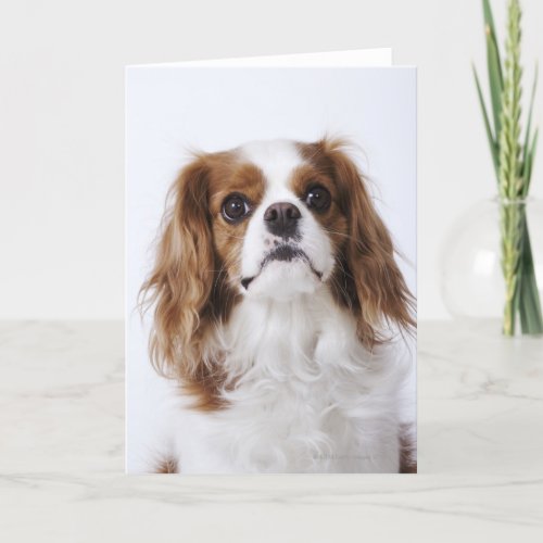 Cavalier King Charles Spaniel sitting in studio Card