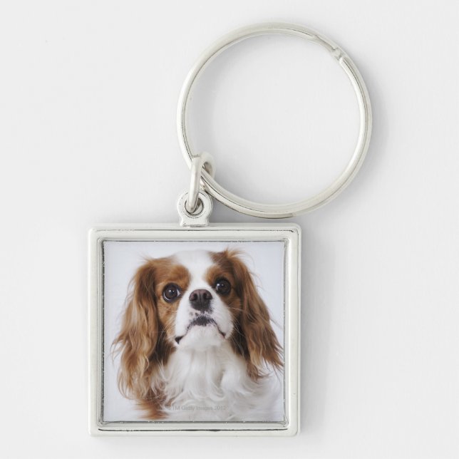 Cavalier King Charles Spaniel sitting in studio Keychain (Front)