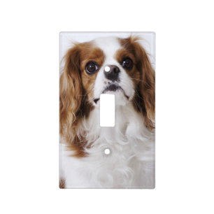 Cavalier King Charles Spaniel sitting in studio Light Switch Cover