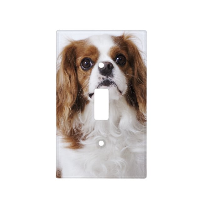 Cavalier King Charles Spaniel sitting in studio Light Switch Cover (Front)