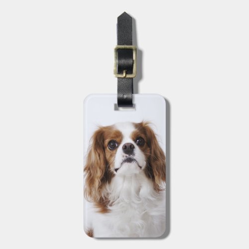 Cavalier King Charles Spaniel sitting in studio Luggage Tag