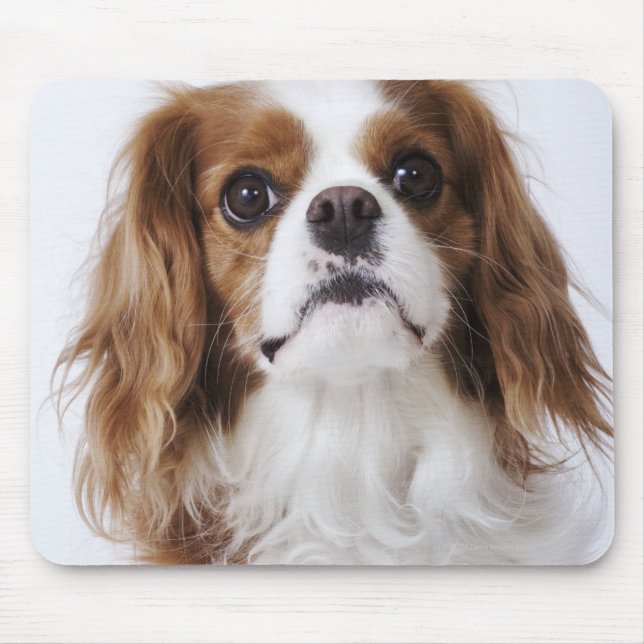 Cavalier King Charles Spaniel sitting in studio Mouse Pad (Front)