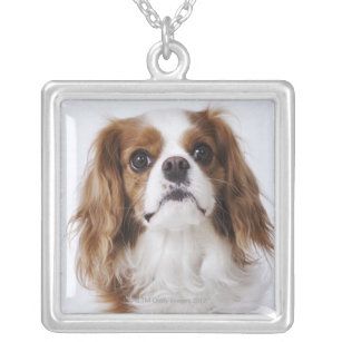 Cavalier King Charles Spaniel sitting in studio Silver Plated Necklace