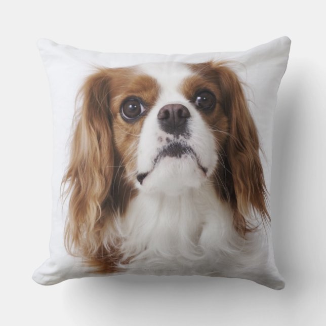 Cavalier King Charles Spaniel sitting in studio Throw Pillow (Front)