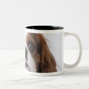 Cavalier King Charles Spaniel sitting in studio Two-Tone Coffee Mug
