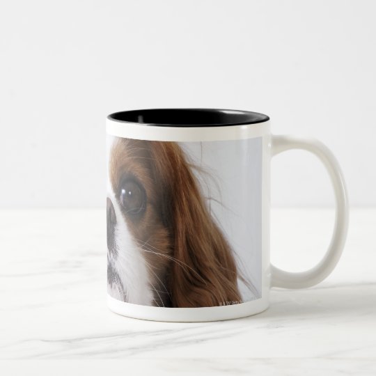 Cavalier King Charles Spaniel Dad Coffee Travel Mugs Zazzle Cavalier King Charles Spaniel Sitting In Studio Two Tone