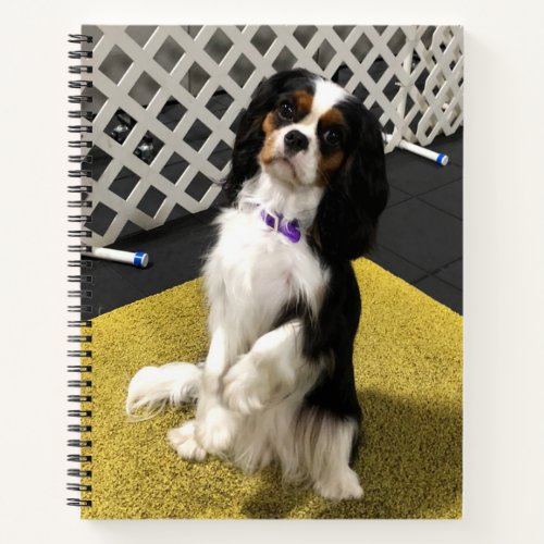 Cavalier King Charles Spaniel Spiral Notebook