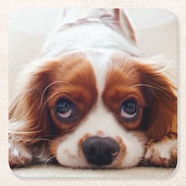 Cavalier King Charles Spaniel Square Paper Coaster (Front)