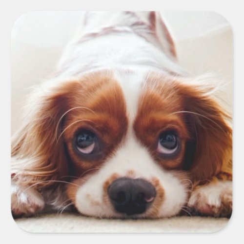 Cavalier King Charles Spaniel Square Sticker