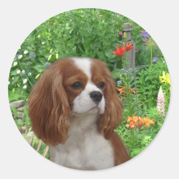Cavalier King Charles Spaniel Sticker by normagolden at Zazzle