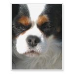 Cavalier King Charles Spaniel Temporary Tattoos
