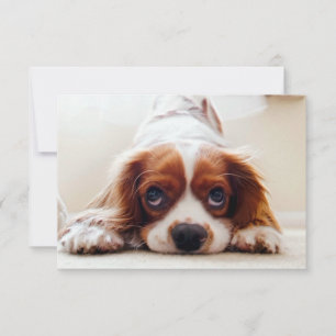 Cavalier King Charles Spaniel Thank You Card