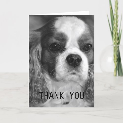 Cavalier King Charles Spaniel Thank You Card