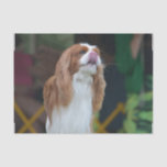 Cavalier King Charles Spaniel Tissue Paper