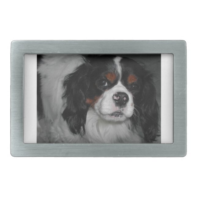 cavalier king charles spaniel tri belt buckle (Front)