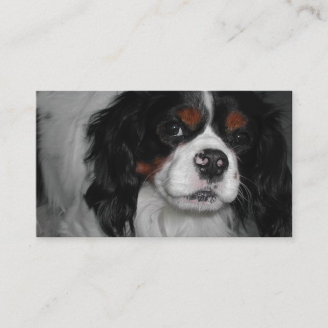 cavalier king charles spaniel tri business card (Front)