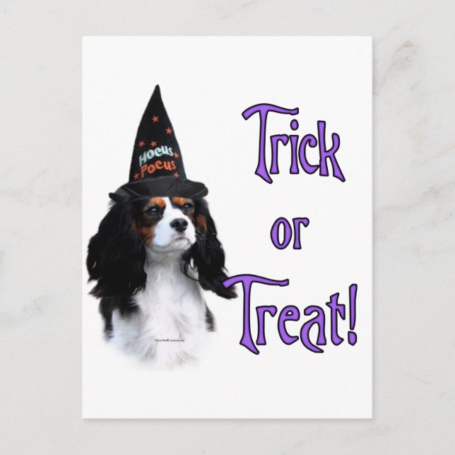 Cavalier King Charles Spaniel Trick Postcard (Front)
