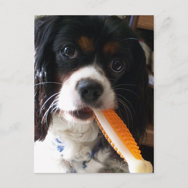 Cavalier King Charles Spaniel with Bone Postcard (Front)