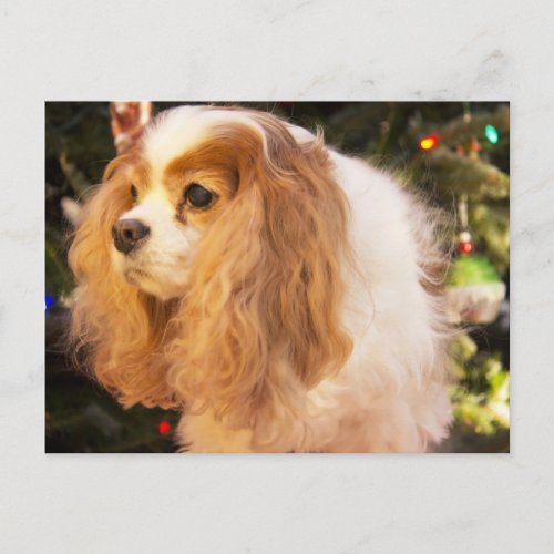 Cavalier King Charles Spaniel With Christmas Tree Holiday Postcard